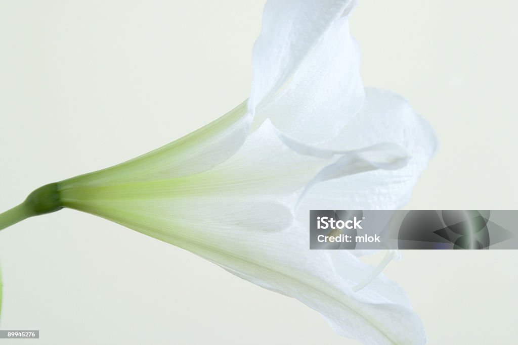 White fleur je - Photo de Amaryllis libre de droits