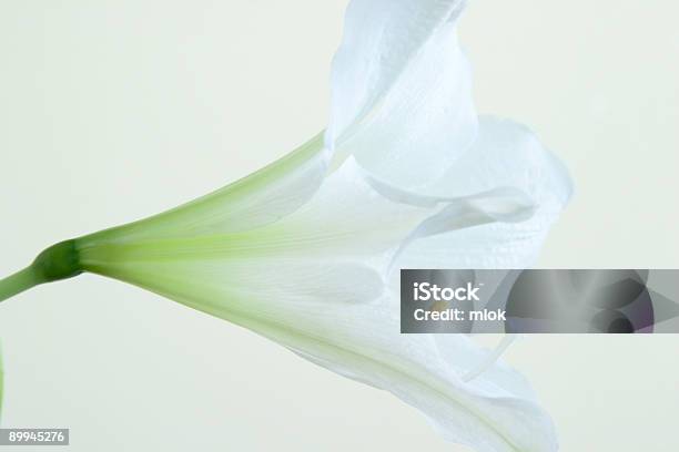 Foto de Flor Branca e mais fotos de stock de Amarílis - Amarílis, Cabeça da flor, Cena de tranquilidade