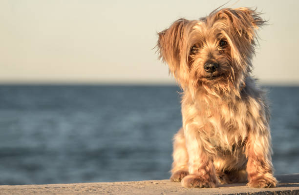 dog seated portrait with copy space, warm sunset light colors, blurred sea background. Doggy like lion hairy ear, nose and snout, Yorkshire Terrier