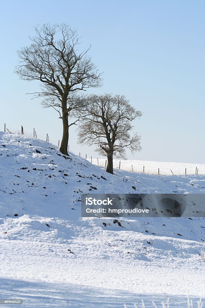 Hillside Bäume im winter - Lizenzfrei Anhöhe Stock-Foto