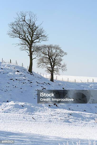 Hillside Bäume Im Winter Stockfoto und mehr Bilder von Anhöhe - Anhöhe, Baum, Blau