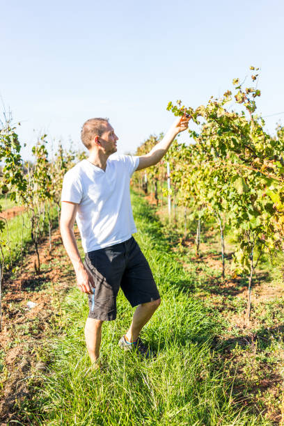 istock One young fit man touching, handling grapes on grapevine in vineyard winery row inspecting fruit 899455148