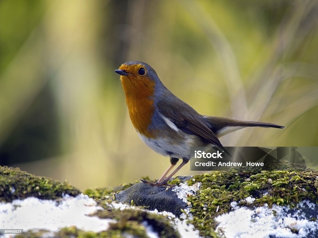 Robin (Erithacus rubecula) - Royalty-free Animal selvagem Foto de stock