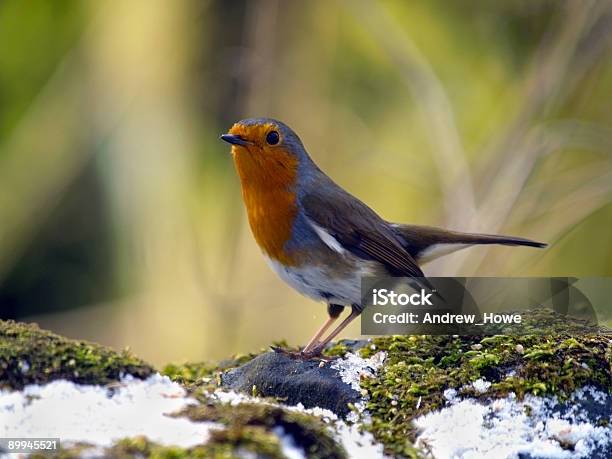 Robin - Fotografias de stock e mais imagens de Animal selvagem - Animal selvagem, Ao Ar Livre, Beleza natural