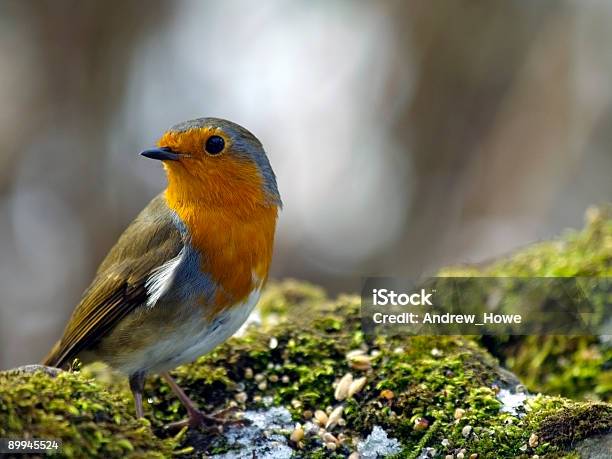 Photo libre de droit de Robin banque d'images et plus d'images libres de droit de Angleterre - Angleterre, Animaux à l'état sauvage, Beauté de la nature