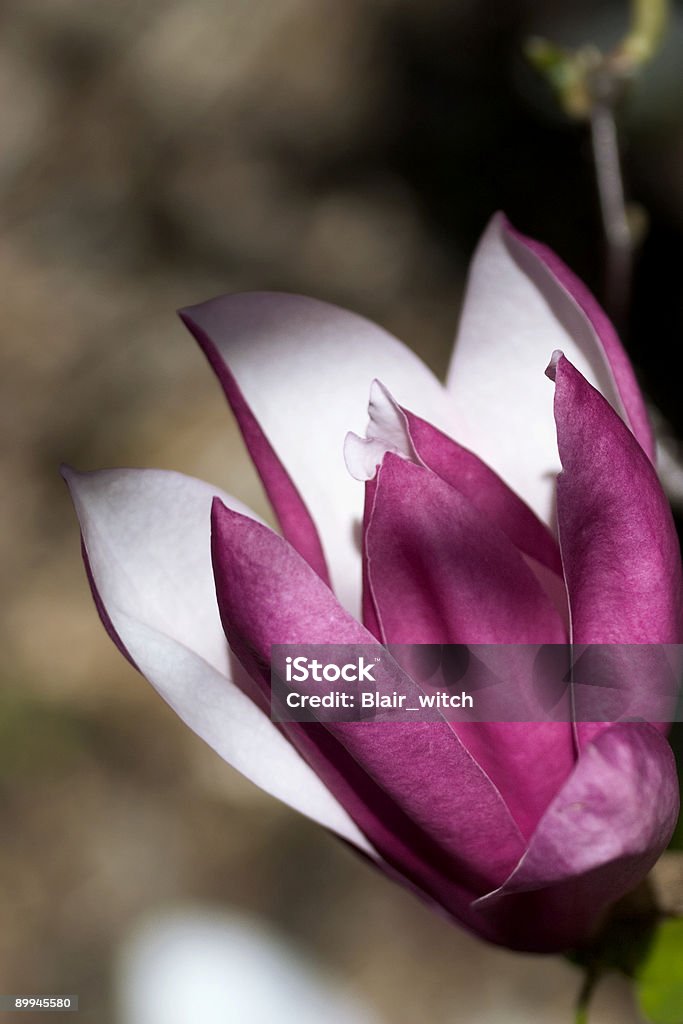 magnolia solitario - Foto de stock de Belleza de la naturaleza libre de derechos