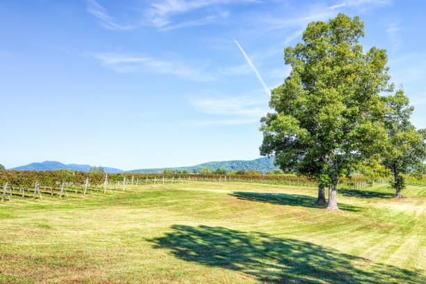Green vineyard rows during autumn, summer, fall in Virginia countryside with large trees