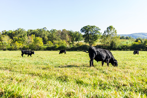 Black cows grazing on pasture in Virginia farms countryside meadow field with green grass