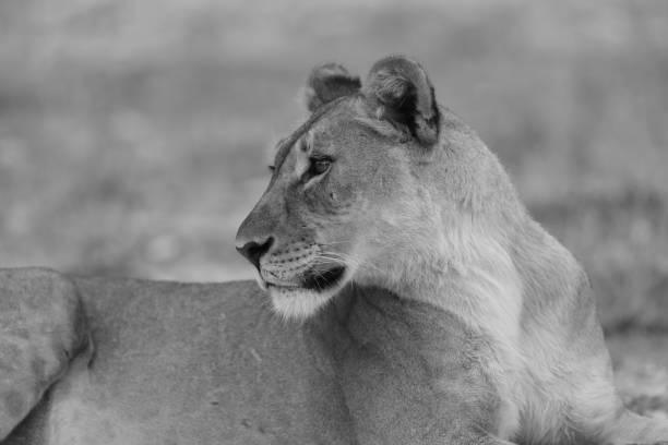 istock Lioness in Etosha National Park 899457694