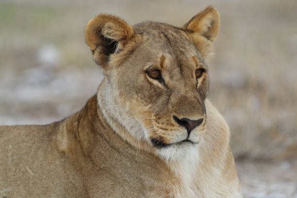 Lioness in Etosha National Park