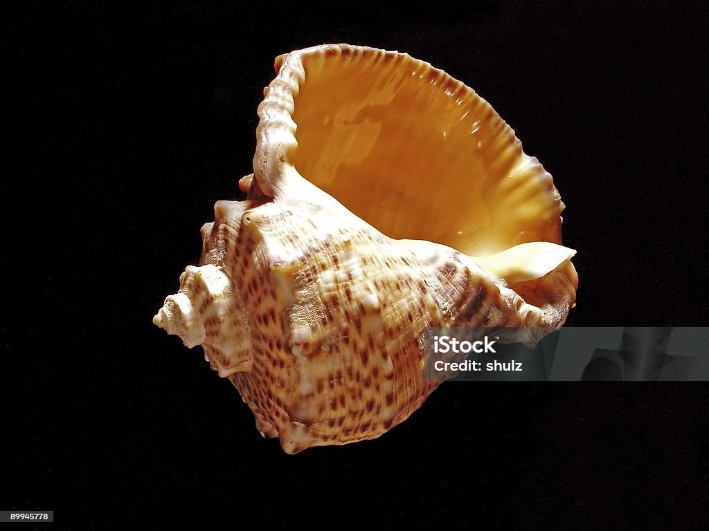 Seashell (Rapana venosa - Lizenzfrei Freisteller – Neutraler Hintergrund Stock-Foto