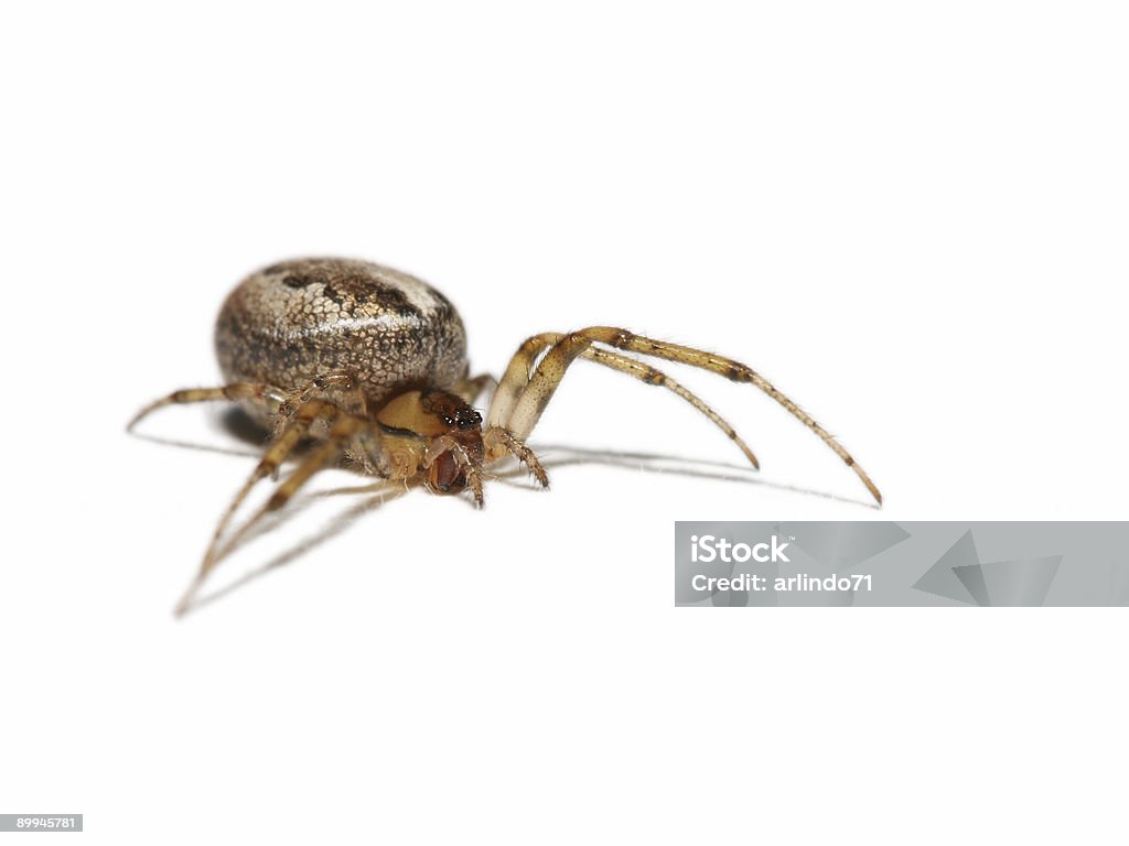 Pusta orb spider 2 - Zbiór zdjęć royalty-free (Arachnofobia)