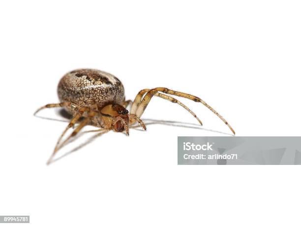 Pusta Orb Spider 2 - zdjęcia stockowe i więcej obrazów Arachnofobia - Arachnofobia, Bliski, Bliskie zbliżenie