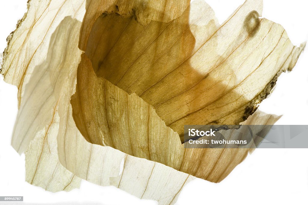 Onion skin  Peel - Plant Part Stock Photo