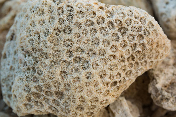 istock Coral fossils stone on the beach 899457886