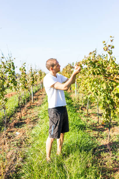 istock One young fit man touching, handling grapes on grapevine in vineyard winery row inspecting fruit 899458204