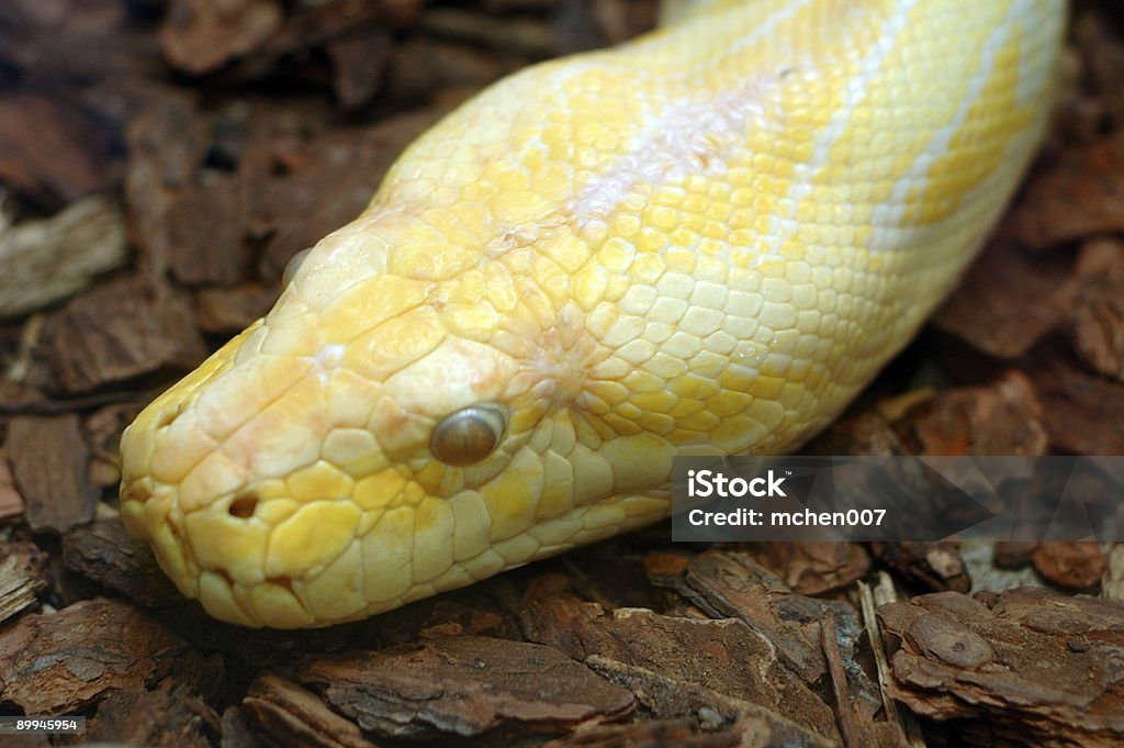Animais: Snake Head Amarela - Foto de stock de Agressão royalty-free