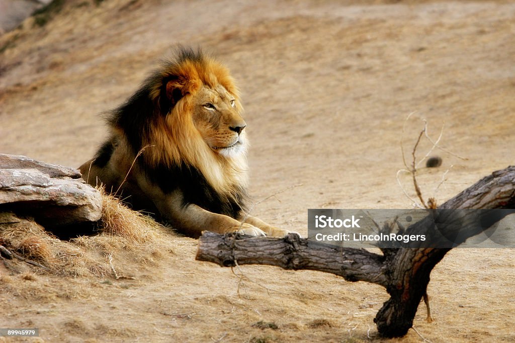 Król dżungli - Zbiór zdjęć royalty-free (Afryka)