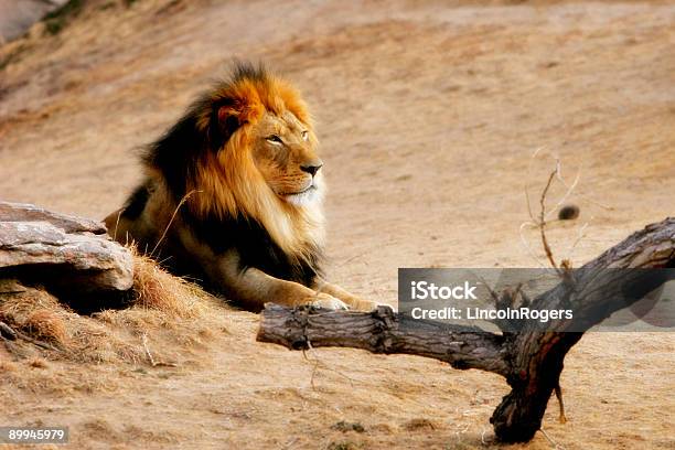 Król Dżungli - zdjęcia stockowe i więcej obrazów Afryka - Afryka, Bez ludzi, Dziki kot