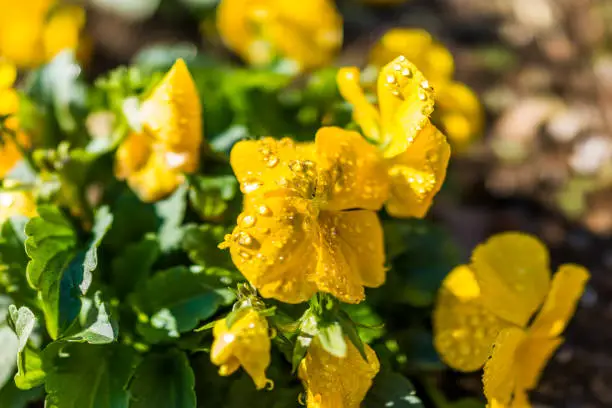 Macro closeup of yellow pansy flower showing detail and texture of wet dew rain water drops