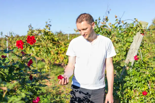 Smiling young man touching red rose in summer, autumn or fall vineyard flower garden