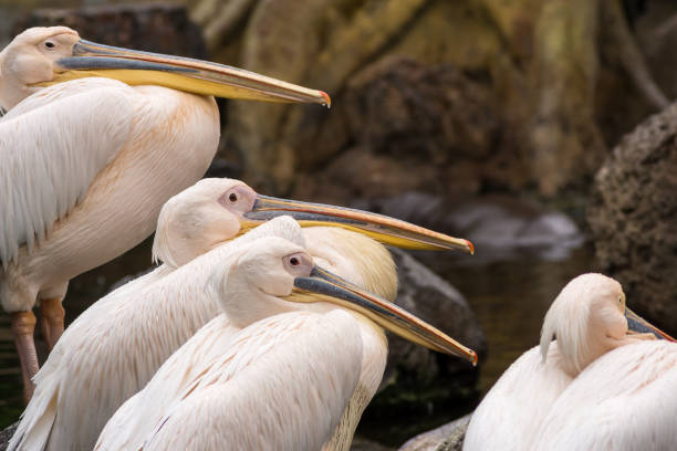 istock Group of pelican resting on a lake 899460806