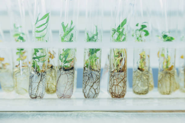 Microplants of cloned willows (Salix) in test tubes with nutrient medium. Micropropagation technology in vitro Microplants of cloned willows (Salix) in test tubes with nutrient medium. Micropropagation technology in vitro. cultured cell stock pictures, royalty-free photos & images