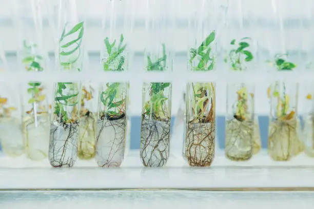 Microplants of cloned willows (Salix) in test tubes with nutrient medium. Micropropagation technology in vitro.