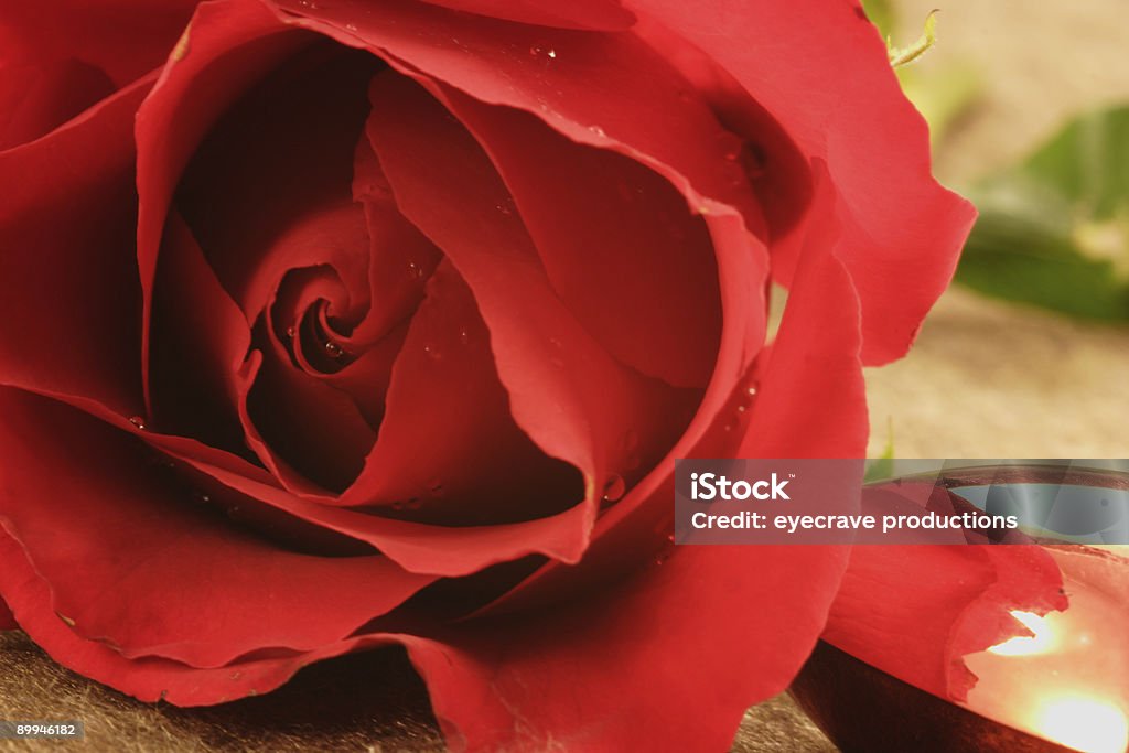 Coração e rosa - Foto de stock de Amor royalty-free