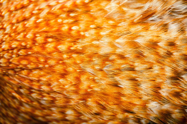 istock Bright colorful  feathers of some bird 899461854