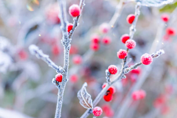 macro closeup of red winter berries with leaves in autumn fall showing detail, texture and pattern with frost snow sunrise dawn bokeh background in west virginia - winterberry holly imagens e fotografias de stock