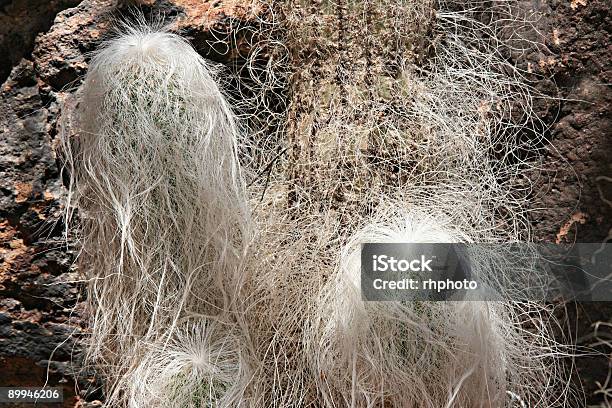 Grandfather Cactus Stock Photo - Download Image Now - Arizona, Beard, Botany