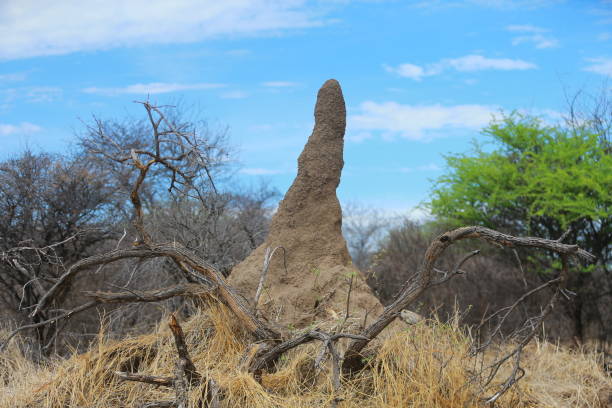 istock Ant hill in Etosha National Park 899464236