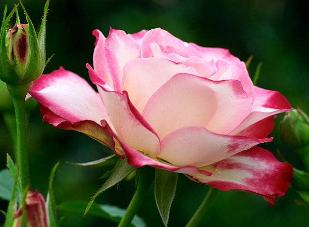 piękna róża - kredka całują zdjęcia i obrazy z banku zdjęć