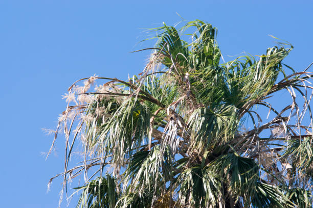 istock Top canopy of a date palm tree phoenix dactylifera 899464424