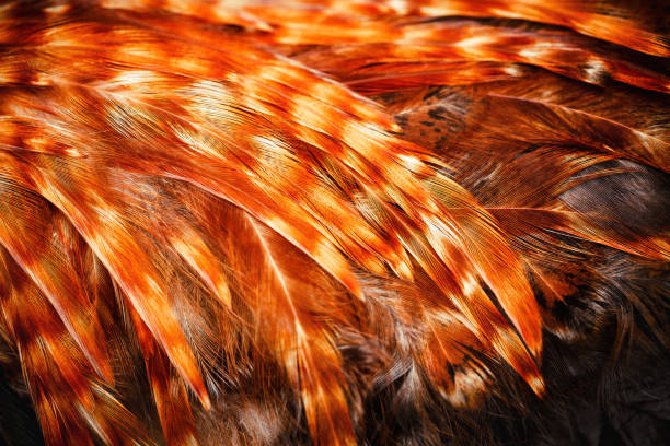 istock Bright colorful  feathers of some bird 899464828