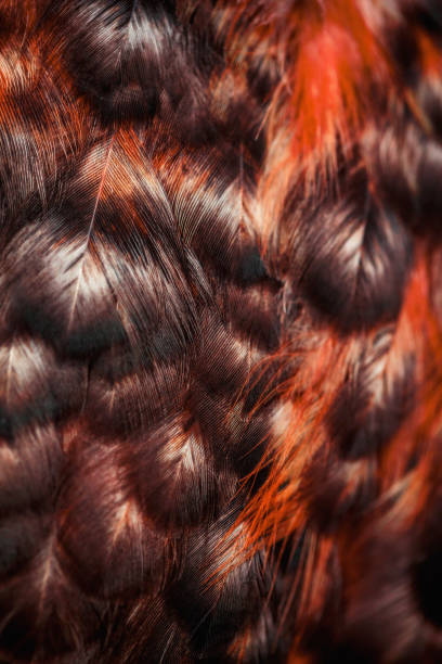 istock Bright colorful  feathers of some bird 899465000