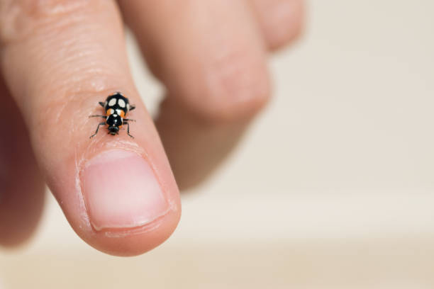 istock Ladybird on a female hand 899465218