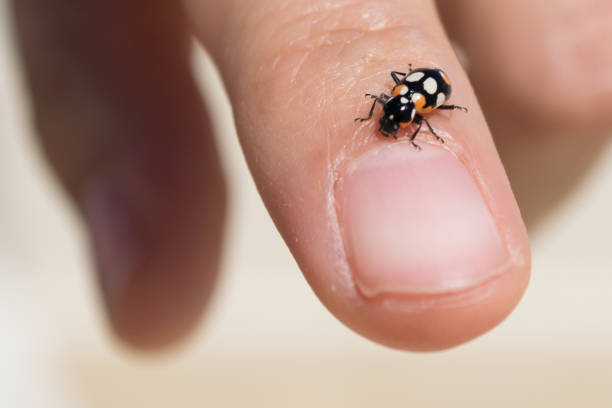 istock Ladybird on a female hand 899465228