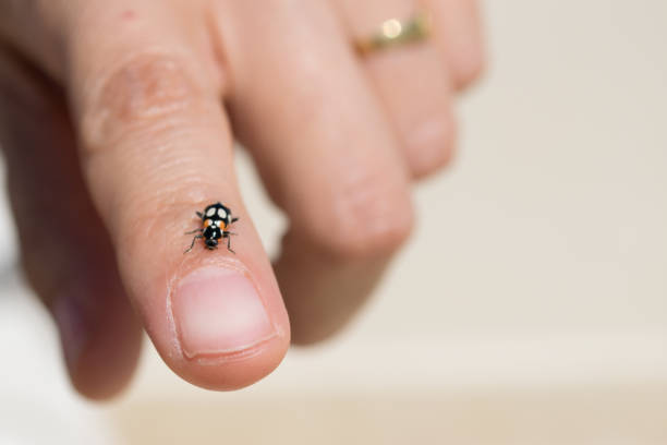 istock Ladybird on a female hand 899465236