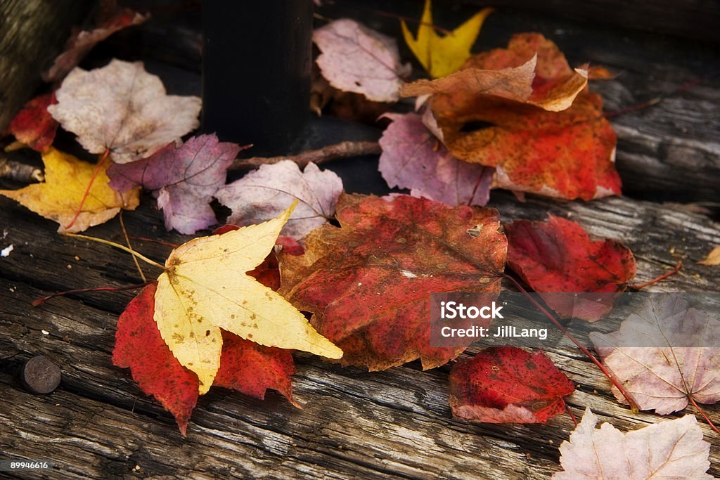 Feuilles d'automne - Photo de Arbre libre de droits