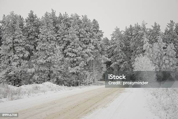 Зимний Лес — стоковые фотографии и другие картинки Ель белая - Ель белая, Без людей, Белый