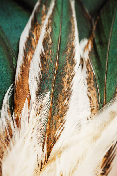 istock Bright colorful  feathers of some bird 899467848