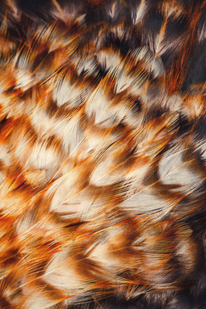 istock Bright colorful  feathers of some bird 899467940