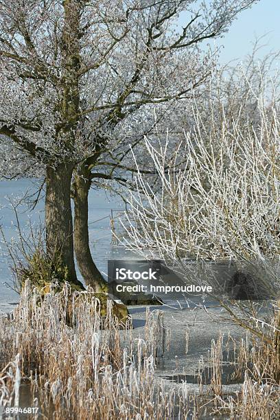 Photo libre de droit de Givre banque d'images et plus d'images libres de droit de Arbre - Arbre, Aride, Endroit isolé