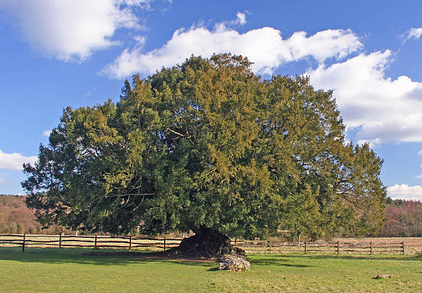 Oak Tree stock photo