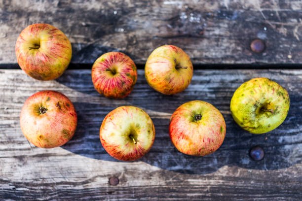 Group of wild, fresh, bruised red organic farm garden apples on wooden picnic table flat top view Group of wild, fresh, bruised red organic farm garden apples on wooden picnic table flat top view rotting apple fruit wrinkled stock pictures, royalty-free photos & images