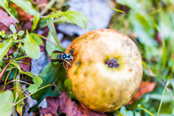maçã vermelha caída no chão com branco careca enfrentou vespa de abelha besouro comendo closeup - rotting fruit wasp food - fotografias e filmes do acervo