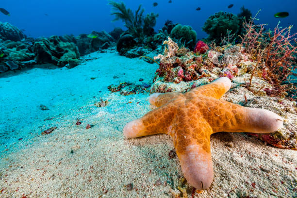 Granulated Sea Star Choriaster granulatus at Sandy Ocean Floor, South of Tellang Island, Indonesia stock photo