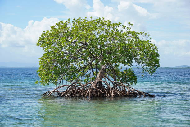 istock Secluded mangrove tree Rhizophora mangle in water 899471228
